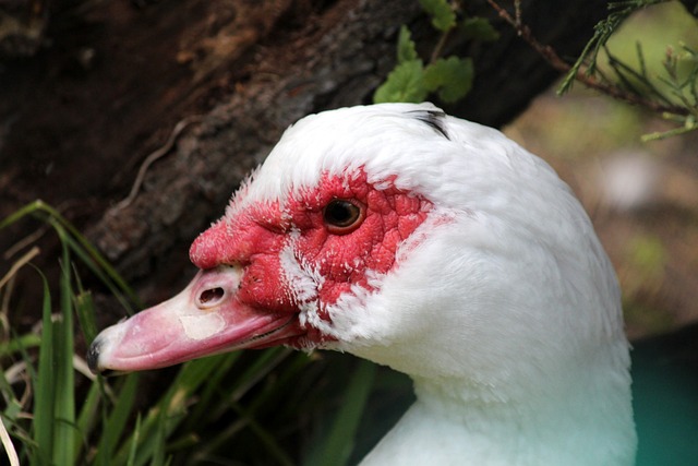 场核心梅里 场核心梅里